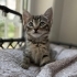 1 aylık Leo neşe katacağı ailesini arıyor fotoğraf