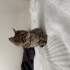 1 aylık Leo neşe katacağı ailesini arıyor fotoğraf