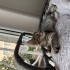 1 aylık Leo neşe katacağı ailesini arıyor fotoğraf