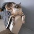 5 YAŞINDAKİ KEDİMİZE ACİL YUVA ARIYORUZ! fotoğraf