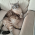 5 YAŞINDAKİ KEDİMİZE ACİL YUVA ARIYORUZ! fotoğraf