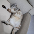 5 YAŞINDAKİ KEDİMİZE ACİL YUVA ARIYORUZ! fotoğraf