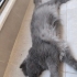 Sevimli dostum Şaşkın`a yuva arıyoruz fotoğraf