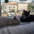 Çok Sevimli ve Uysal 2 aykık Kedilerimize Ömürlük Yuva fotoğraf
