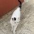 Fip tedavisi gördü kısır erkek fotoğraf