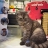 Scottish fold erkek. Yolda bulundu fotoğraf