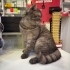 Scottish fold erkek. Yolda bulundu fotoğraf
