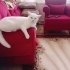 Kısırlaştırılmış verilicektir fotoğraf