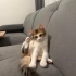 Güzeller güzeli Daisy 4 aylık dişi kedi fotoğraf