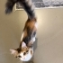 Güzeller güzeli Daisy 4 aylık dişi kedi fotoğraf