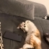 Güzeller güzeli Daisy 4 aylık dişi kedi fotoğraf
