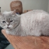 0534 216 08 72 EGZOTIC SHORTHAIR SAKİN, YUMUŞAK HUYLU KISIR OĞLUM JAKO fotoğraf