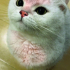 0534 216 08 72  BRITISH SHORTHAIR SAKİN,YUMUŞAK HUYLU kısır 1YAŞ OĞLUM PABLO fotoğraf