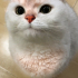 0534 216 08 72  BRITISH SHORTHAIR SAKİN,YUMUŞAK HUYLU kısır 1YAŞ OĞLUM PABLO fotoğraf