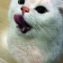 0534 216 08 72  BRITISH SHORTHAIR SAKİN,YUMUŞAK HUYLU kısır 1YAŞ OĞLUM PABLO fotoğraf