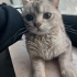 0534 216 08 72  BRITISH SHORTHAIR SAKİN,YUMUŞAK HUYLU kısır 1YAŞ OĞLUM PABLO fotoğraf
