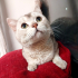 0534 216 08 72  BRITISH SHORTHAIR SAKİN,YUMUŞAK HUYLU kısır 1YAŞ OĞLUM PABLO fotoğraf