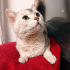 0534 216 08 72  BRITISH SHORTHAIR SAKİN,YUMUŞAK HUYLU kısır 1YAŞ OĞLUM PABLO fotoğraf