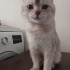 0534 216 08 72  BRITISH SHORTHAIR SAKİN,YUMUŞAK HUYLU kısır 1YAŞ OĞLUM PABLO fotoğraf