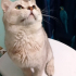0534 216 08 72  BRITISH SHORTHAIR SAKİN,YUMUŞAK HUYLU kısır 1YAŞ OĞLUM PABLO fotoğraf
