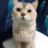 0534 216 08 72  BRITISH SHORTHAIR SAKİN,YUMUŞAK HUYLU kısır 1YAŞ OĞLUM PABLO fotoğraf