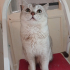 0534 216 08 72  BRITISH SHORTHAIR SAKİN,YUMUŞAK HUYLU kısır 1YAŞ OĞLUM PABLO fotoğraf