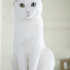 0534 216 08 72 SUŞİ/ ANKARA KEDİSİ KISIR, AŞILI OĞLUM SUŞİ YUVA ARIYOR fotoğraf