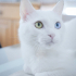 0534 216 08 72 SUŞİ/ ANKARA KEDİSİ KISIR, AŞILI OĞLUM SUŞİ YUVA ARIYOR fotoğraf