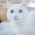0534 216 08 72 SUŞİ/ ANKARA KEDİSİ KISIR, AŞILI OĞLUM SUŞİ YUVA ARIYOR fotoğraf