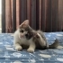 sahiplendirmek istiyoruz fotoğraf
