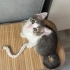 sahiplendirmek istiyoruz fotoğraf