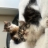Karamel ve pofidiğe acil yuva fotoğraf
