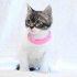 0534 216 08 72 BRITISH-TEKİR MELEZİ 2.5 AYLIK İLK AŞILI KIZIM CAPPY fotoğraf