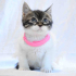 0534 216 08 72 BRITISH-TEKİR MELEZİ 2.5 AYLIK İLK AŞILI KIZIM CAPPY fotoğraf
