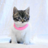 0534 216 08 72 BRITISH-TEKİR MELEZİ 2.5 AYLIK İLK AŞILI KIZIM CAPPY fotoğraf