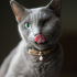 0534 216 08 72 RUSSIAN BLUE CİNSİ TEKGÖZ ENGELLİ KISIR OĞLUM IGOR fotoğraf