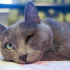0534 216 08 72 RUSSIAN BLUE CİNSİ TEKGÖZ ENGELLİ KISIR OĞLUM IGOR fotoğraf