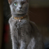 0534 216 08 72 RUSSIAN BLUE CİNSİ TEKGÖZ ENGELLİ KISIR OĞLUM IGOR fotoğraf