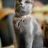 0534 216 08 72 RUSSIAN BLUE CİNSİ TEKGÖZ ENGELLİ KISIR OĞLUM IGOR fotoğraf