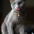 0534 216 08 72 RUSSIAN BLUE CİNSİ TEKGÖZ ENGELLİ KISIR OĞLUM IGOR fotoğraf