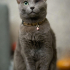 0534 216 08 72 RUSSIAN BLUE CİNSİ TEKGÖZ ENGELLİ KISIR OĞLUM IGOR fotoğraf