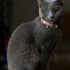 0534 216 08 72 RUSSIAN BLUE CİNSİ TEKGÖZ ENGELLİ KISIR OĞLUM IGOR fotoğraf
