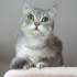 0534 216 08 72 SILVER BRITISHSHORTHAIR 8 AYLIK OĞLUM GÜMÜŞ fotoğraf