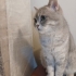 0534 216 08 72 SILVER BRITISHSHORTHAIR 8 AYLIK OĞLUM GÜMÜŞ fotoğraf
