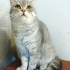 0534 216 08 72 SILVER BRITISHSHORTHAIR 8 AYLIK OĞLUM GÜMÜŞ fotoğraf