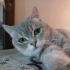 0534 216 08 72 SILVER BRITISHSHORTHAIR 8 AYLIK OĞLUM GÜMÜŞ fotoğraf