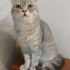 0534 216 08 72 SILVER BRITISHSHORTHAIR 8 AYLIK OĞLUM GÜMÜŞ fotoğraf