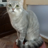 0534 216 08 72 SILVER BRITISHSHORTHAIR 8 AYLIK OĞLUM GÜMÜŞ fotoğraf