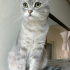 0534 216 08 72 SILVER BRITISHSHORTHAIR 8 AYLIK OĞLUM GÜMÜŞ fotoğraf