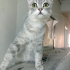 0534 216 08 72 SILVER BRITISHSHORTHAIR 8 AYLIK OĞLUM GÜMÜŞ fotoğraf